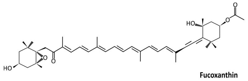 Fucoxanthine, extrait d'algue brune, poudre jaune, 10% UV