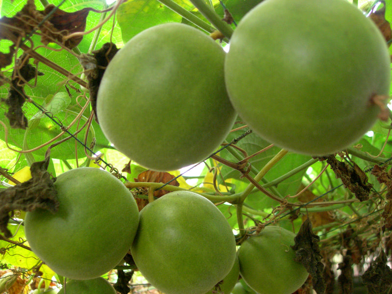 Extracto de fruta del monje: 80% de mogrósidos, edulcorante sin calorías